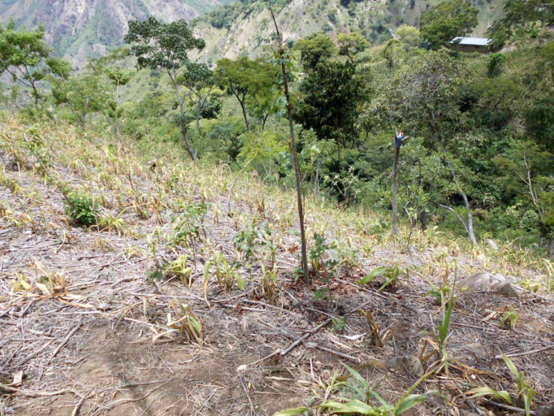 Mejora de la resiliencia de familias campesinas en situación de vulnerabilidad alimentaria por sequía en la región VIII de Jocotán (Corredor Seco).