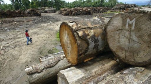 ONG denuncia la complicidad de empresarios peruanos en mayor caso de tala ilegal del país